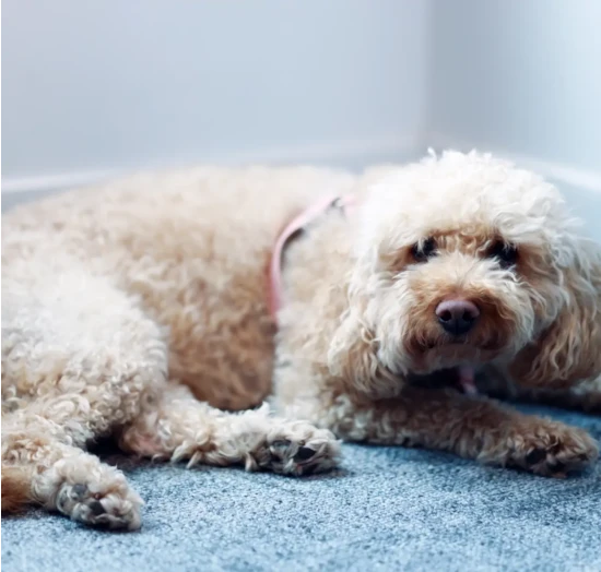 Discover office dog, keeper of culture.