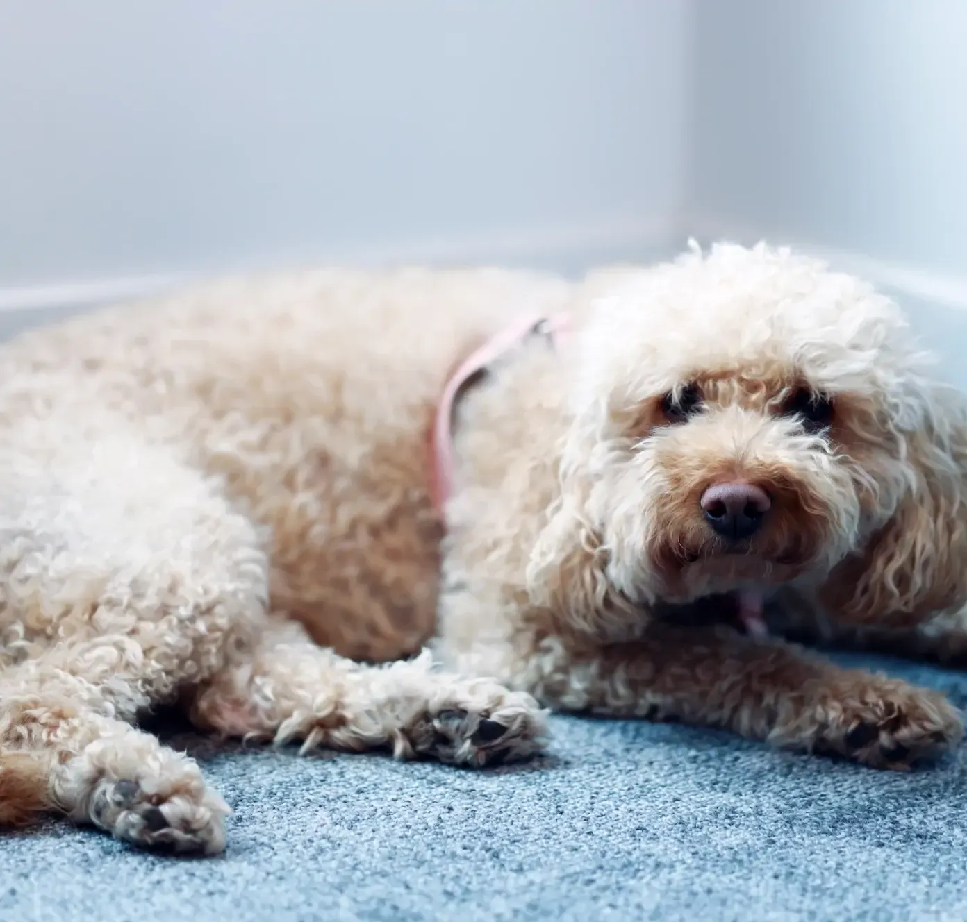 DIS office pup